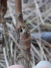 Neolasioptera mimuli