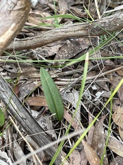 Cryptostylis subulata