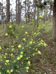 Pimelea flava flava
