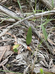Cryptostylis subulata