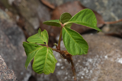 Toxicodendron rydbergii