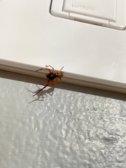 Trachelas tranquillus