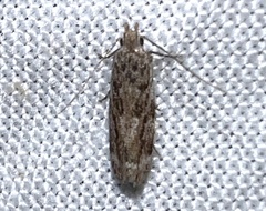 Anacampsis