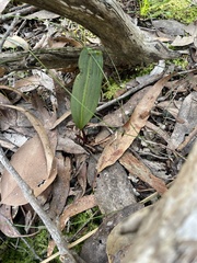 Cryptostylis subulata