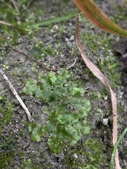 Blasia pusilla