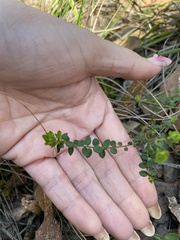 Hibbertia empetrifolia