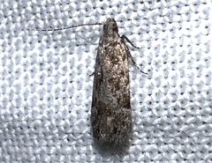 Anacampsis