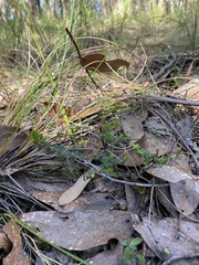 Hibbertia empetrifolia
