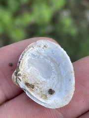 Corbicula fluminea