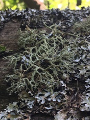 Evernia mesomorpha