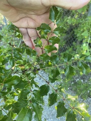 Zanthoxylum hirsutum