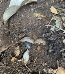 Armadillidium vulgare