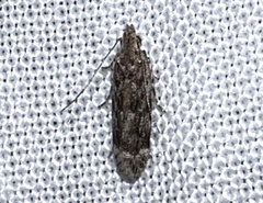 Anacampsis