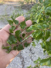 Zanthoxylum hirsutum