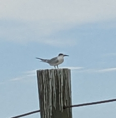 Sterna hirundo