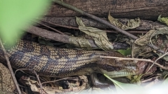 Tiliqua scincoides