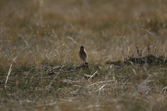 Oenanthe isabellina
