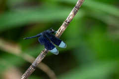 Neurothemis decora