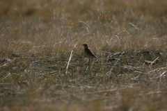 Oenanthe isabellina