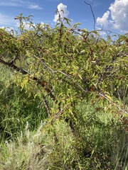 Prunus angustifolia