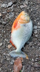 Pygocentrus nattereri