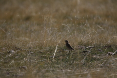 Oenanthe isabellina