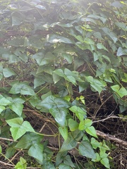 Dipogon lignosus