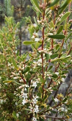 Styphelia mutica