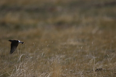 Oenanthe isabellina