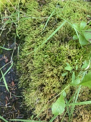 Hygrohypnella ochracea