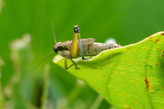 Melanoplini