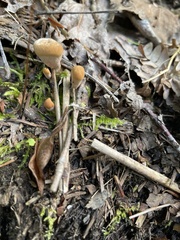 Phellodon violascens