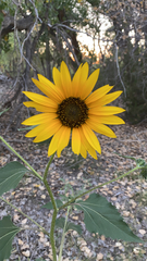 Helianthus