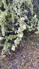 Atriplex canescens