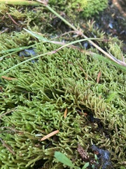 Hygrohypnella ochracea