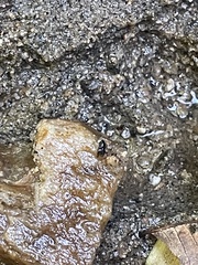 Ponera pennsylvanica