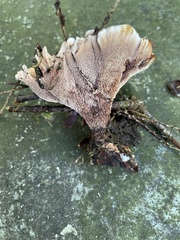 Phellodon violascens