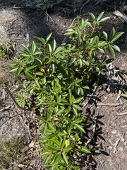 Kalmia latifolia