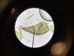 Hygrohypnella ochracea