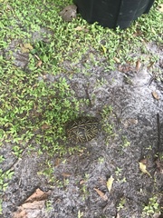 Terrapene carolina bauri