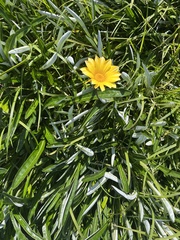 Gazania linearis