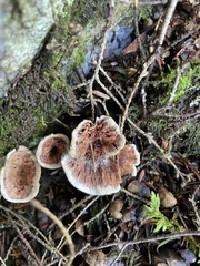 Phellodon violascens