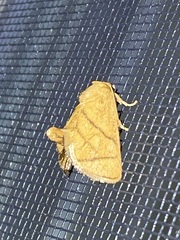 Apoda y-inversa