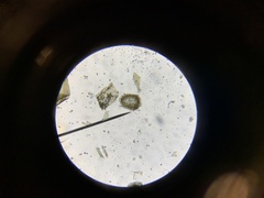 Hygrohypnella ochracea