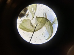 Hygrohypnella ochracea