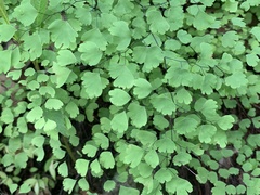 Adiantum poiretii