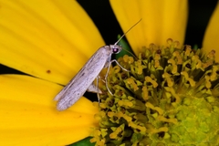 Homoeosoma electella