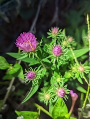 Symphyotrichum oblongifolium