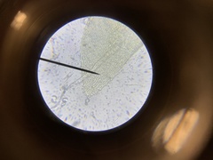 Hygrohypnella ochracea