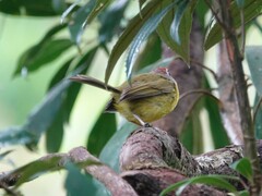 Basileuterus delattrii